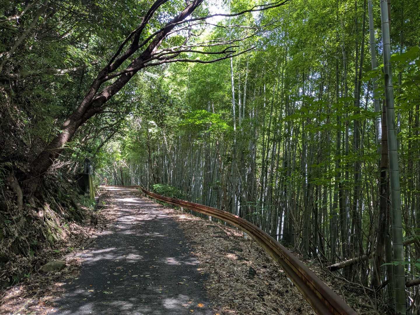 竹林が美しい