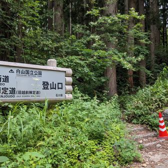 整備が行き届いた砂防新道とは違い、白山禅定道はワイルドな感じがあり山らしい道で、こっちのほうが好み😁