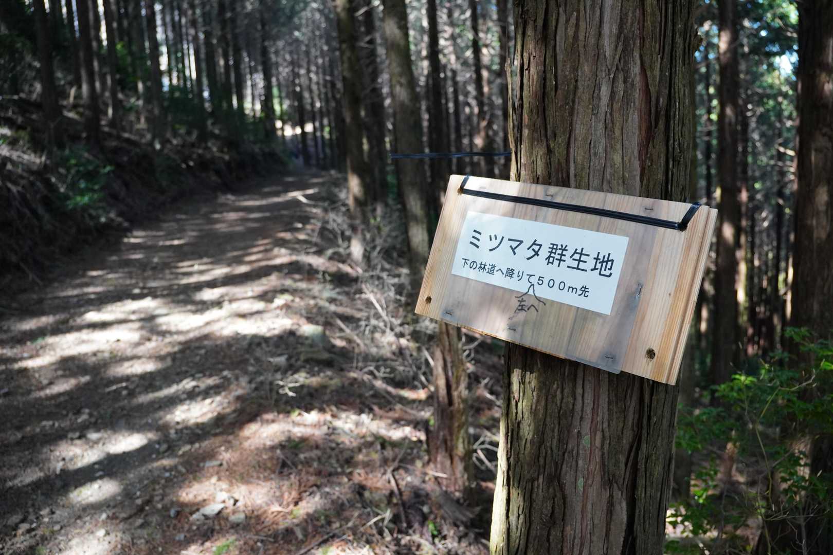 この先、登山道を進んだのが間違い。ここから下に見えてる林道へ無理やり下って行くのが正解みたいです。
超凄く分かりにくい。皆さん困ってました。
