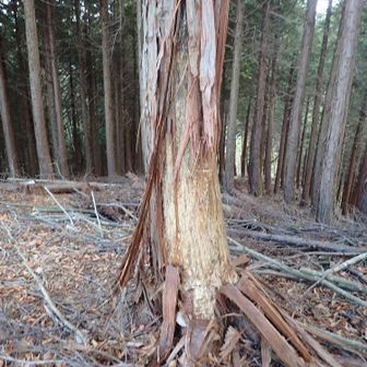 クマハギあり。少し前のもののようでした。この辺りフンもあり注意が必要。ここは針葉樹中心で見通しが利きにくい。