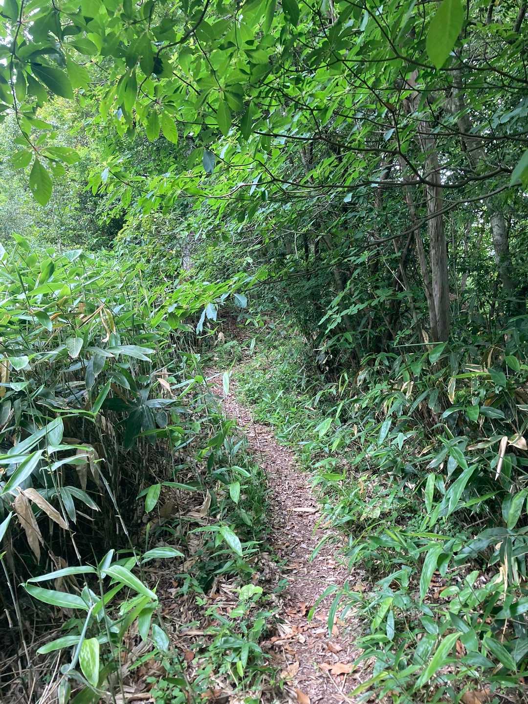 この辺りから少し道が細くなります