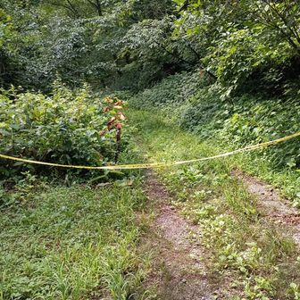 車止めテープ。この先ハナヌキ峰側に古い橋あり。歩行可
