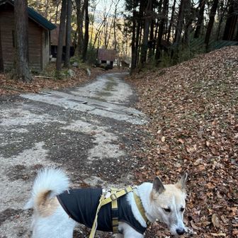 キャンプ場🏕️かな