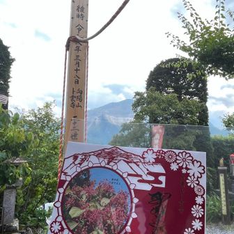 6番、朴雲寺。
お堂内には面長の徳光さん似の仏様🤭。
武甲山の切り絵御朱印もいただきました
