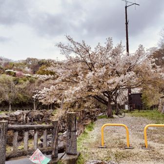 いつもスタート地点にしてる桜。もっと自宅近くにも桜の咲いてる公園はありますが、一番身近な桜と言えばここという感じがします。