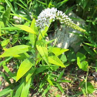 オカトラノオ
春にカタクリの花が咲いてた所
笹畑に