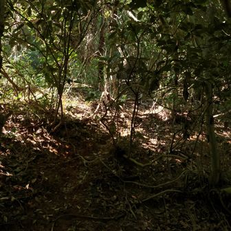 こんな感じ
特に登りの30mくらいは獣道と同レベル