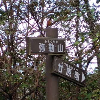 ヤマガラが帰ってきました🐦️
もうだんだん寒くなるね

偶然山頂で山友さんにお会いしました🙆‍♀️　溜まってたお話しいっーぱい出来ました🤗