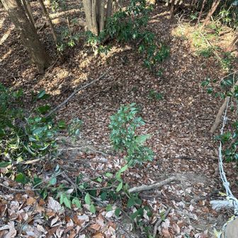 ここからの急登はロープのお世話になって下ります。