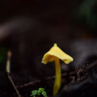 💛黄色いキノコ