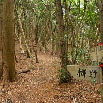 尾根道に出て、地蔵峠からの登山路と合流。
ここからの登山路は快適。