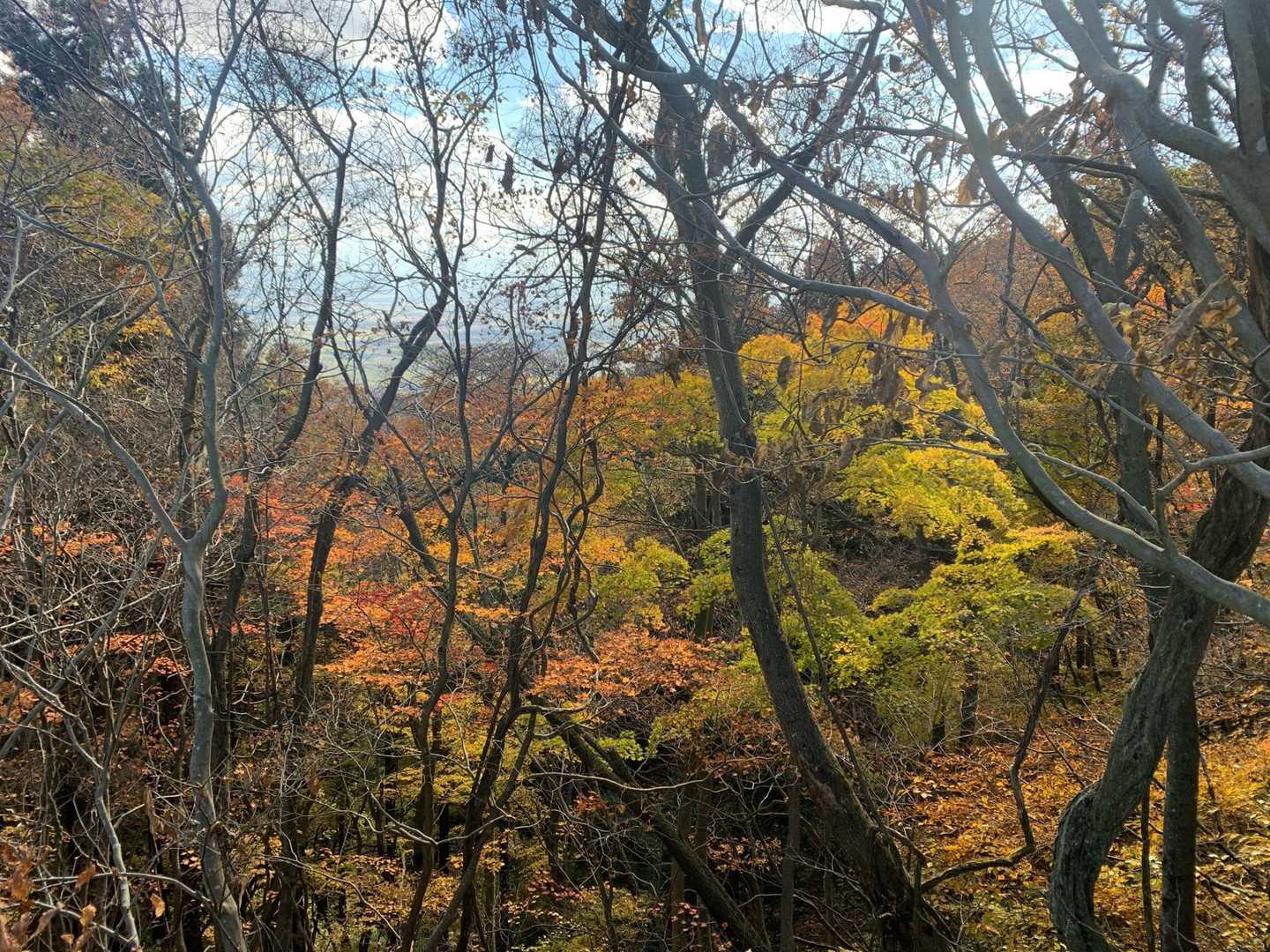 紅葉