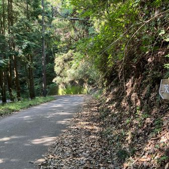 林道をちょっと歩きます。