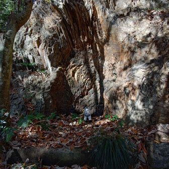 岩戸山登山口が見つからず、ヤマップ見ながら、あちこちウロウロ～まるで不審者🍁笑
