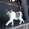 くまねこ