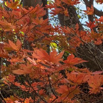 こちらの写真🍂は美しい♪