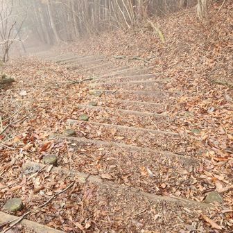 これが噂の階段。数えてみましょう。