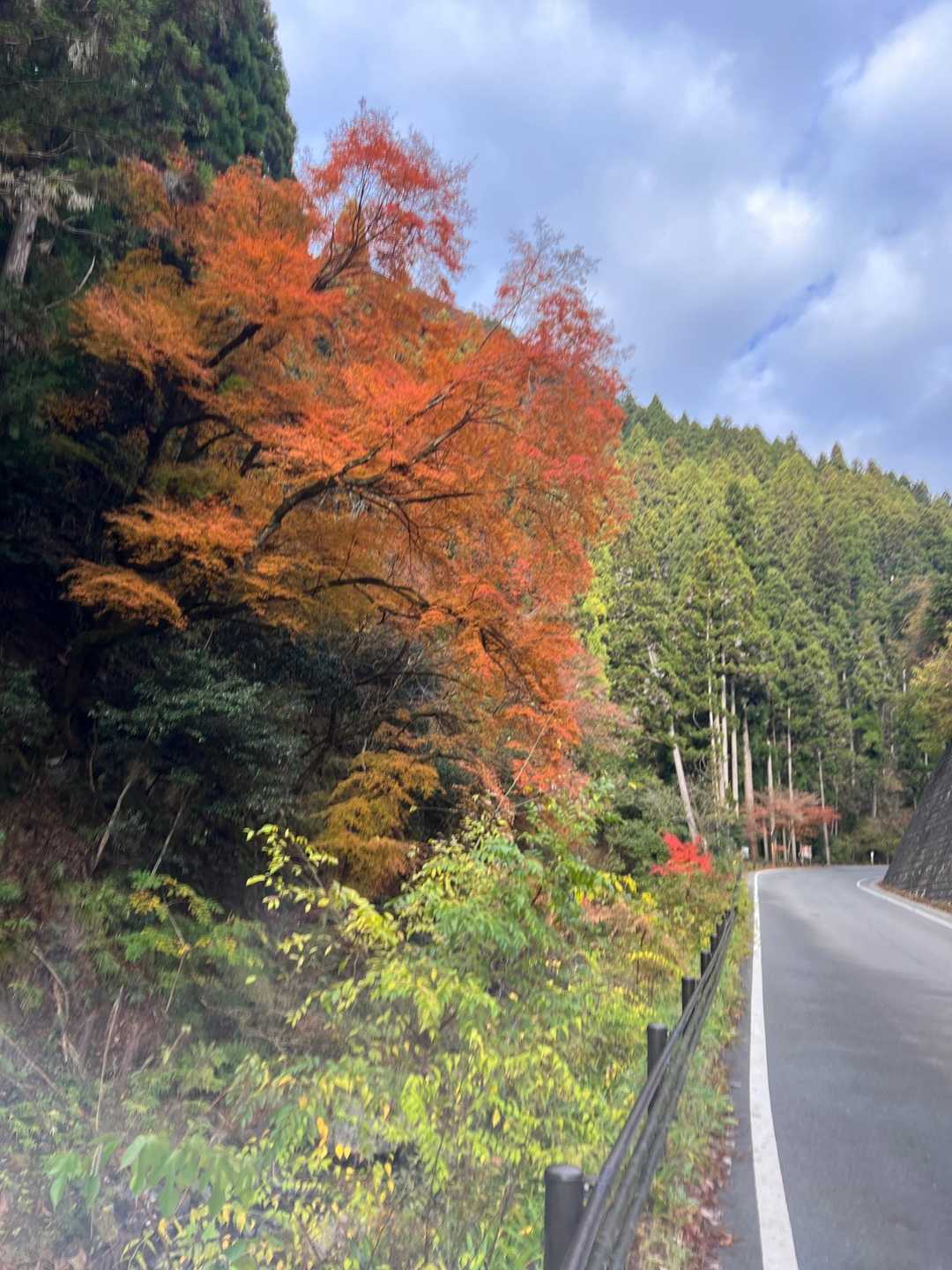 オレンジ系🧡の紅葉🍁も綺麗です