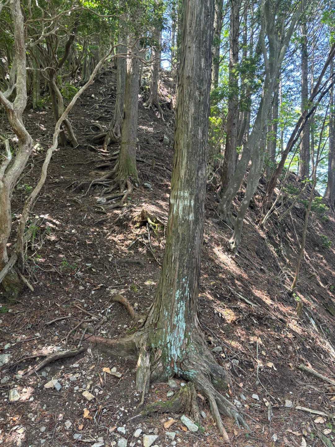 719m地点への最後の急登😤