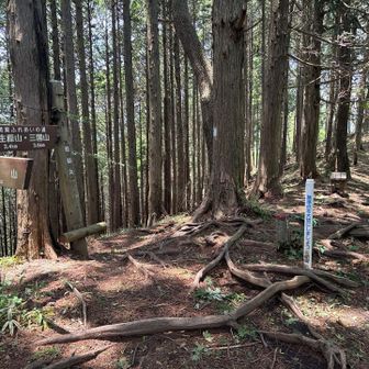 醍醐丸
市道山へ向かって下山
