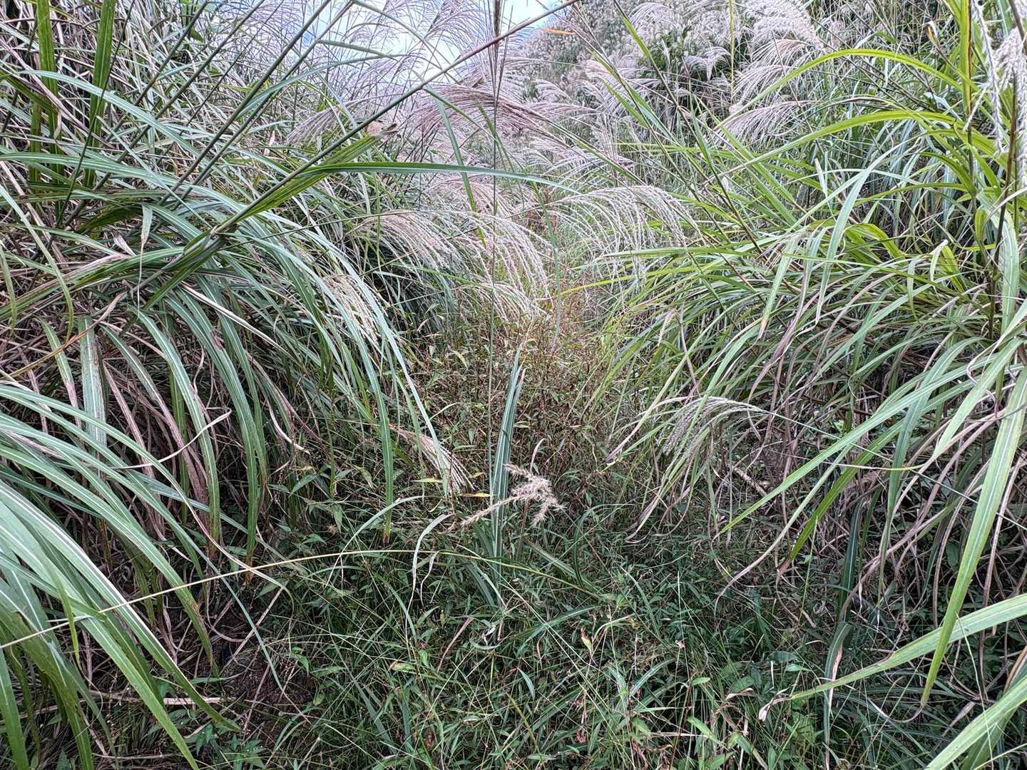 元々の登山道が川になってるのか⁉️
ススキで見えないのか⁉️
地図を確認しても、ルートの上にはバッチシ乗っかってる👍