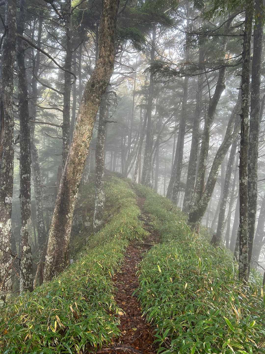 笹🌱道