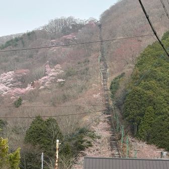 凄い斜面を登っていたんだね⤴️
両サイドに咲く桜がもうすぐ見頃なのに、誰に見てもらうんだろ？？勿体無いな。