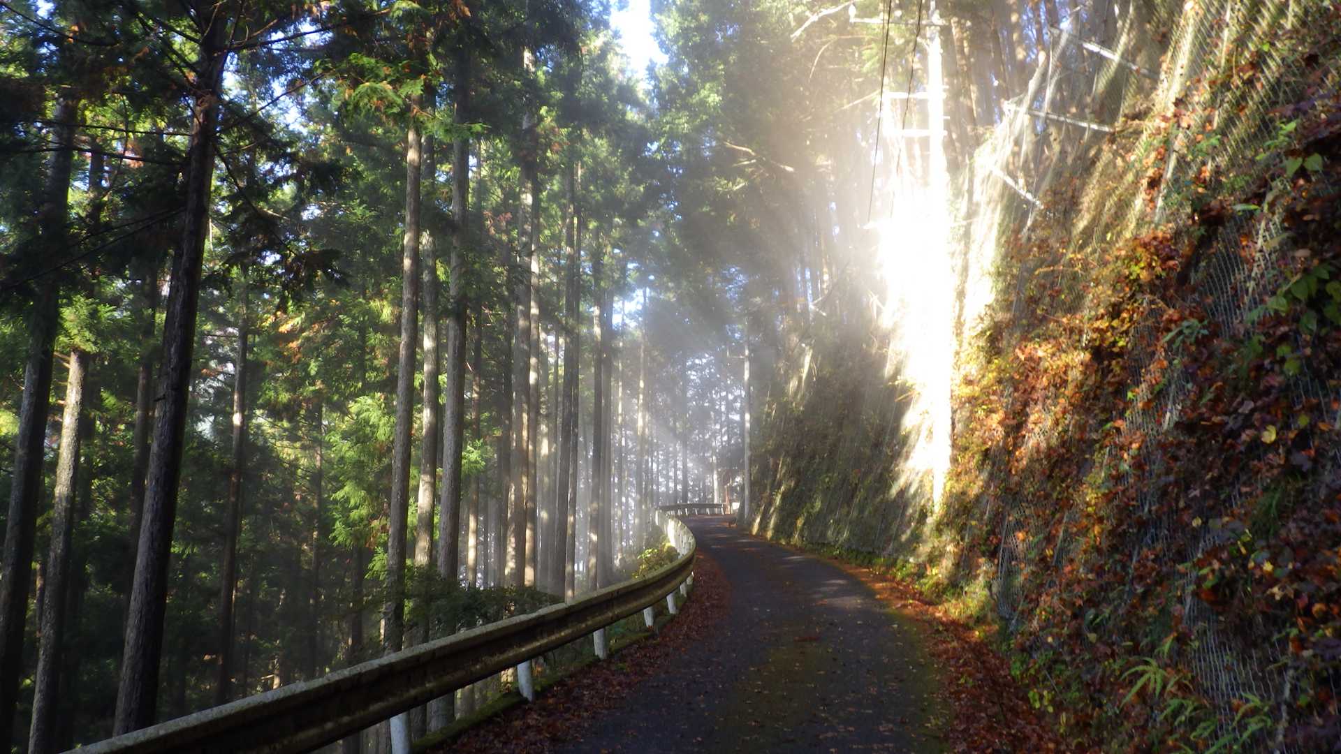 安寺沢に向かう林道はガスが朝日に照らされて。