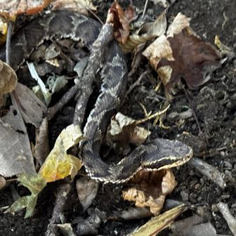 マムシでした💦冬眠し損ねたのかな😱
動きがイマイチでノロノロと去っていきました👋