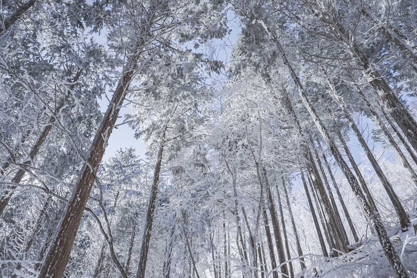 三峰山登山ルート分岐登山口-三畝峠-三峰山-八丁平 往復コースの写真