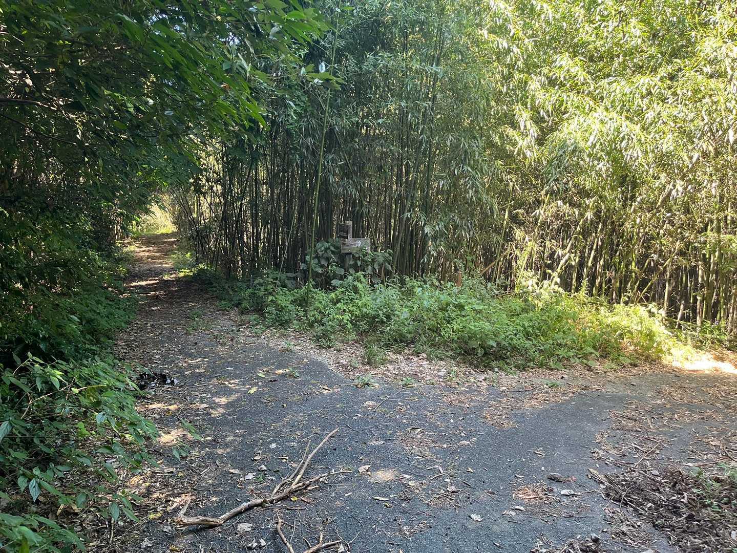 まだまだ舗装登山道は続くようだが蜘蛛の巣が多くて鬱陶しいのでこの分岐で右に行き、一般道にエスケープすることにした。