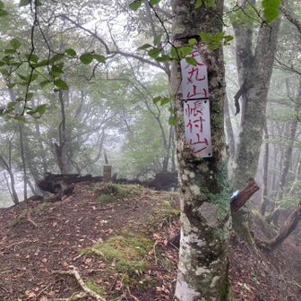 西上州名物痩せ尾根が最終ステージ
迷いやすい　所々ピンテ途絶える
他の方のレポにあるように
直登か巻くか迷ったら
巻くケースが多数だったが
たまに登らせるわけよ
