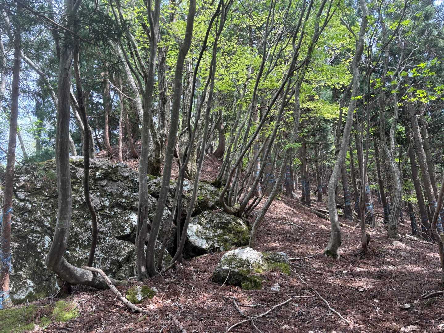ちょっと山道らしくなってきたかな。
途中、ザレタ急登があります。難所はそこくらい。
期待に反して、藪も無けりゃマダニも居ない。採っても歩きやすい道でした。
