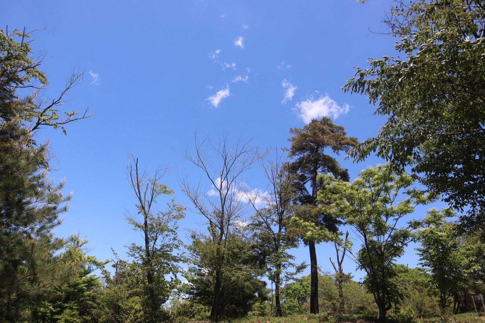 真っ青な空撮って見ました