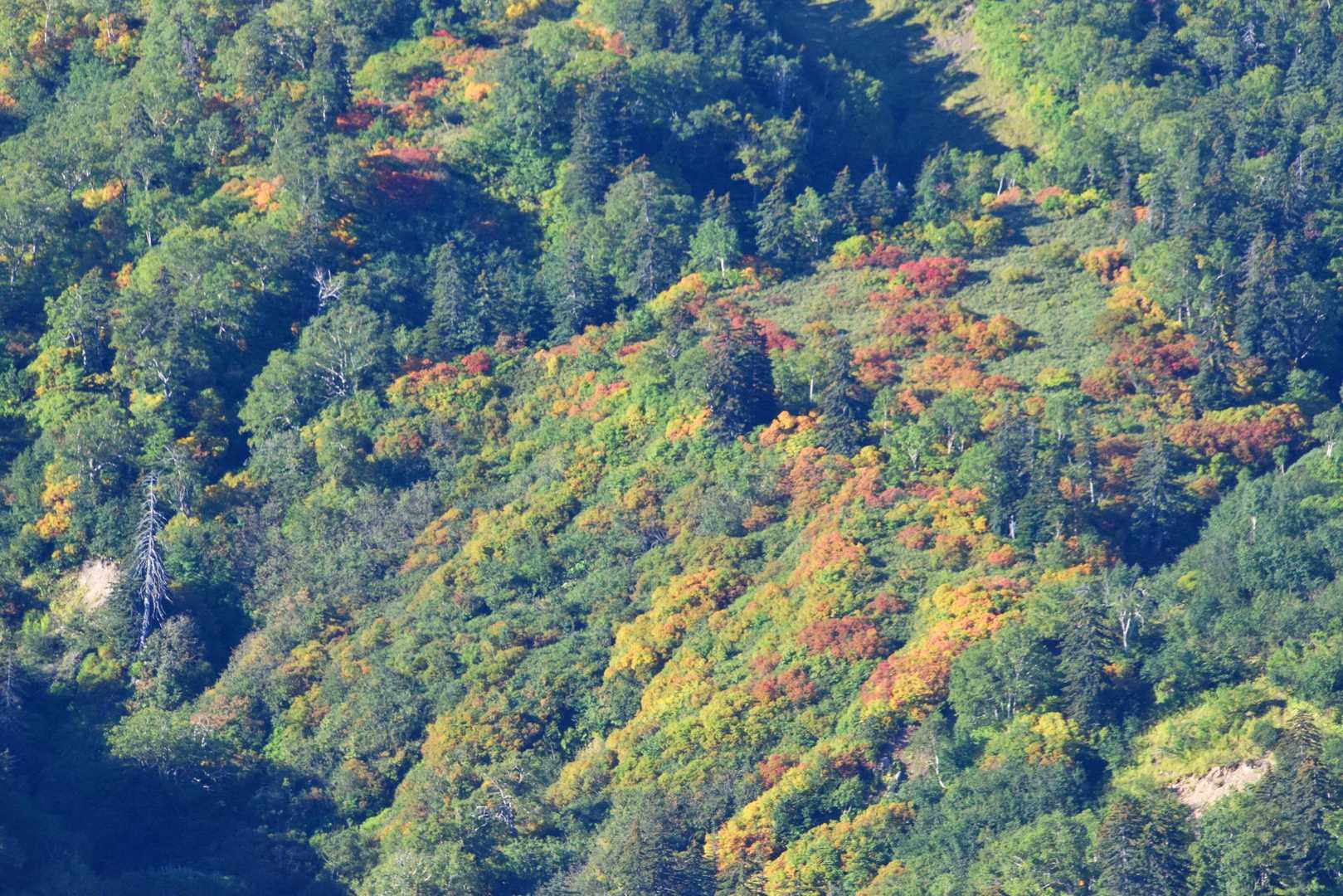 大雪高原沼付近は紅葉
目立ちます