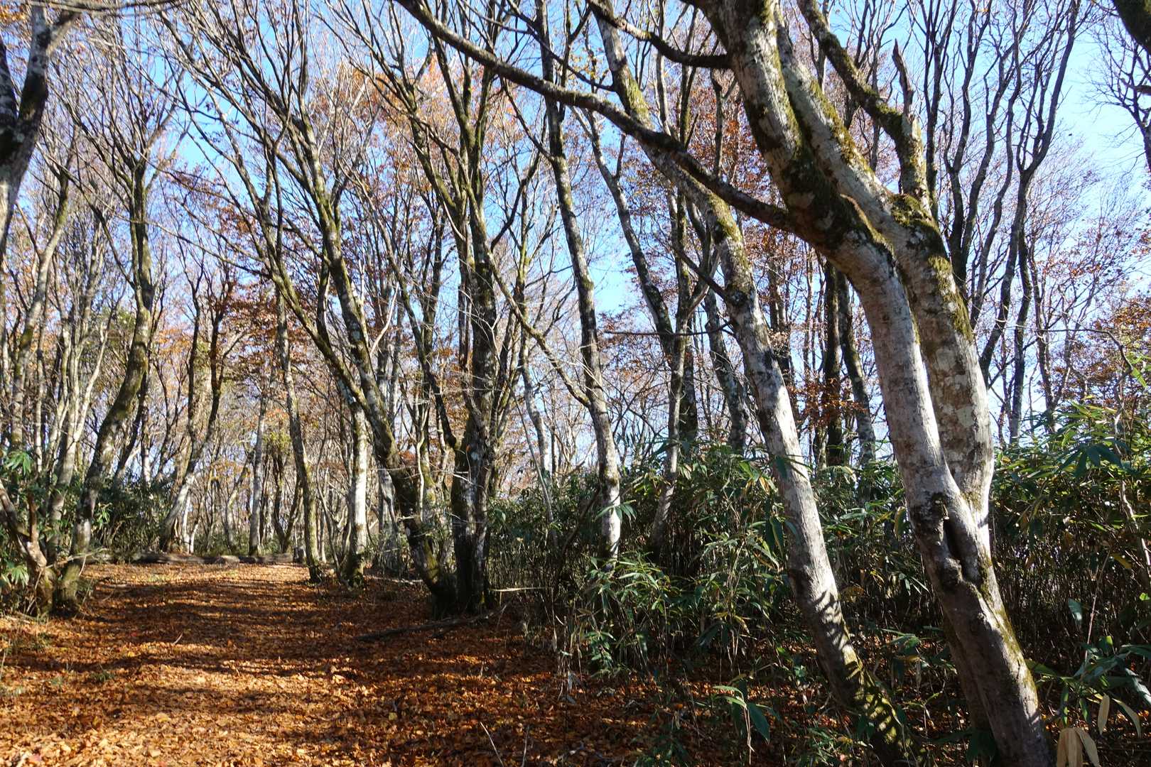 高清水トレイル登山口-大畝山-御林山-池川山-ブナの谷頭- 往復コースの写真