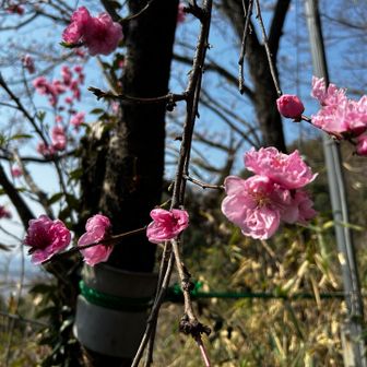 これは分かる！
梅
ピンクがかわいい💓‪