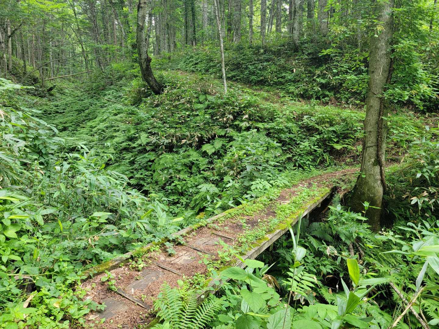 登山道の途中にある木橋を渡る
