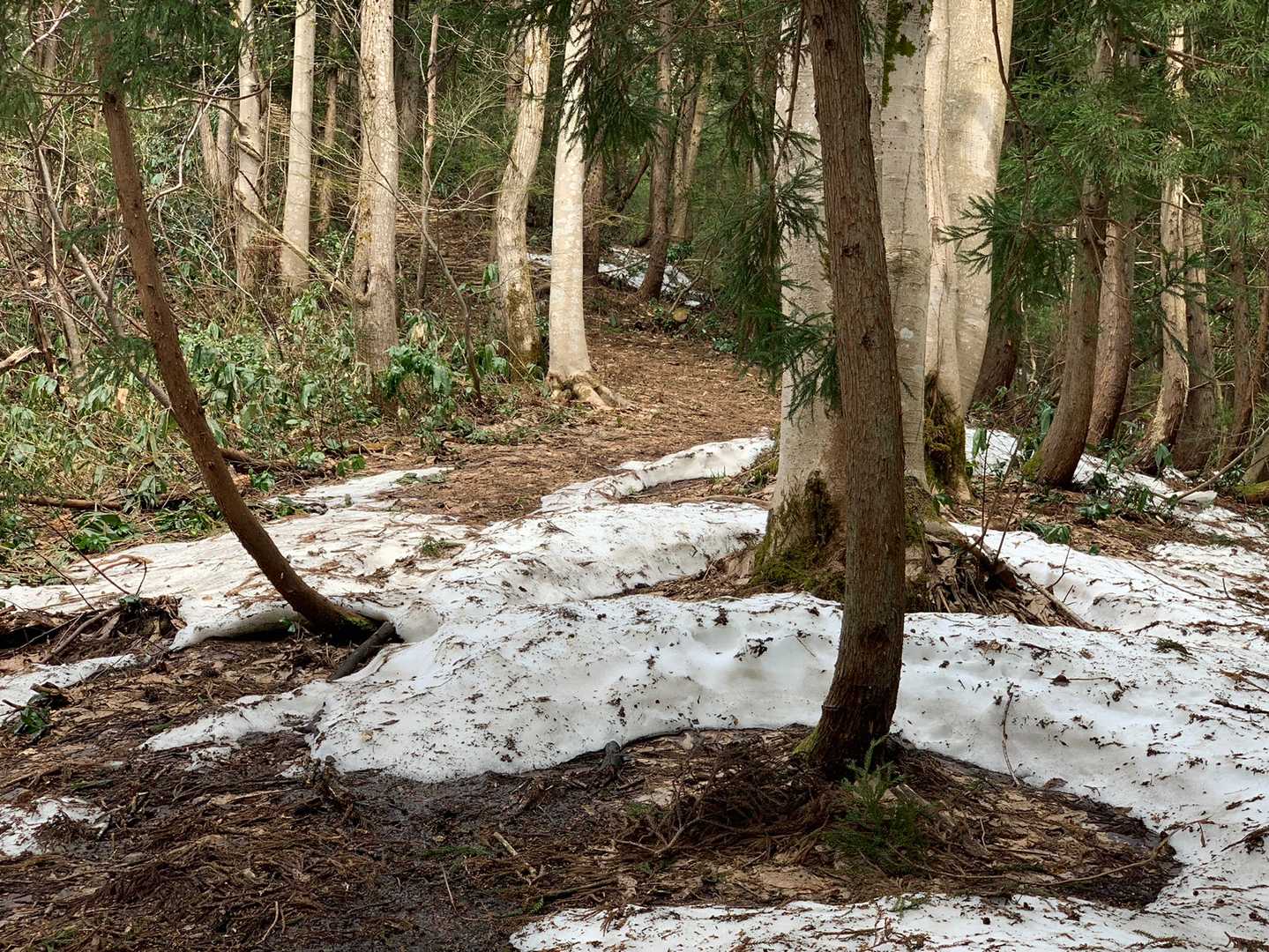 まだ所々固い雪が残ってるのでピン長です。