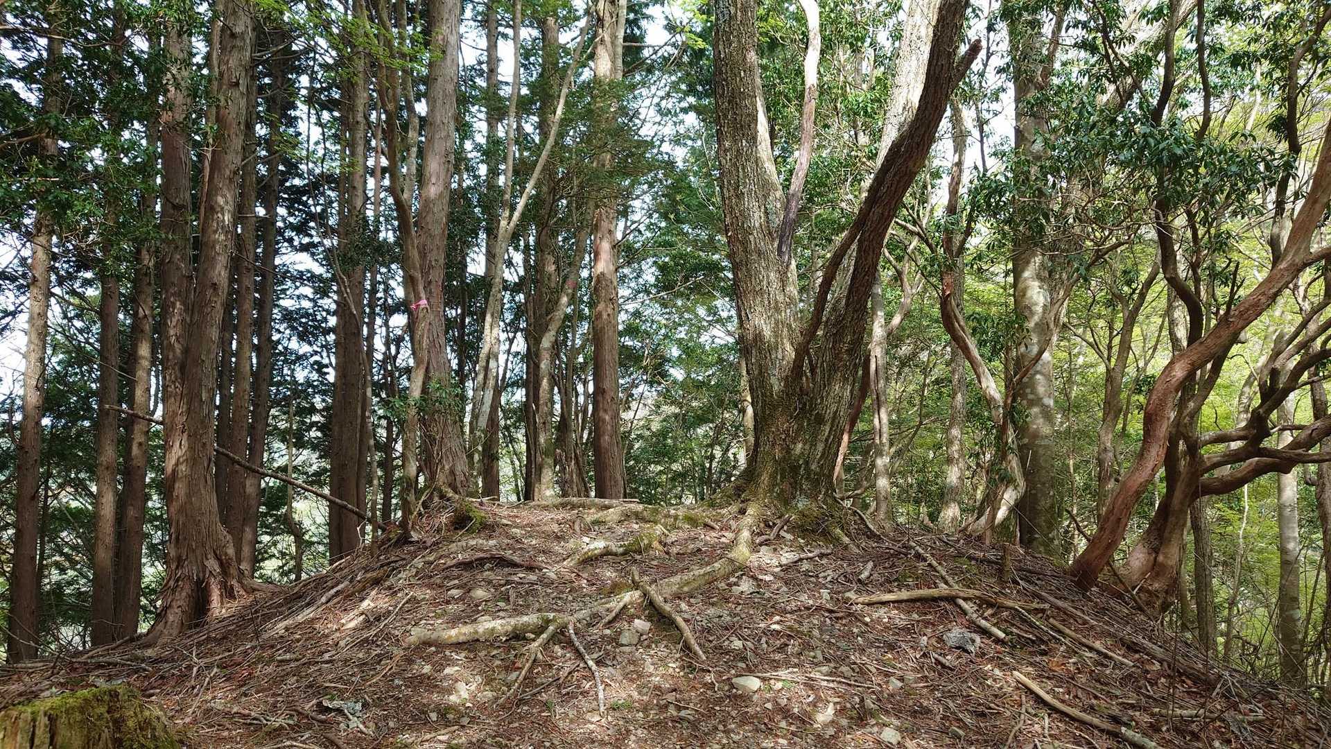 1305mの小ピークです。
ここを越えて下ったら、いよいよ「京丸山」に取り付きます。