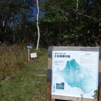 歩いた森は「乙女高原の森」、美しい広葉樹林。