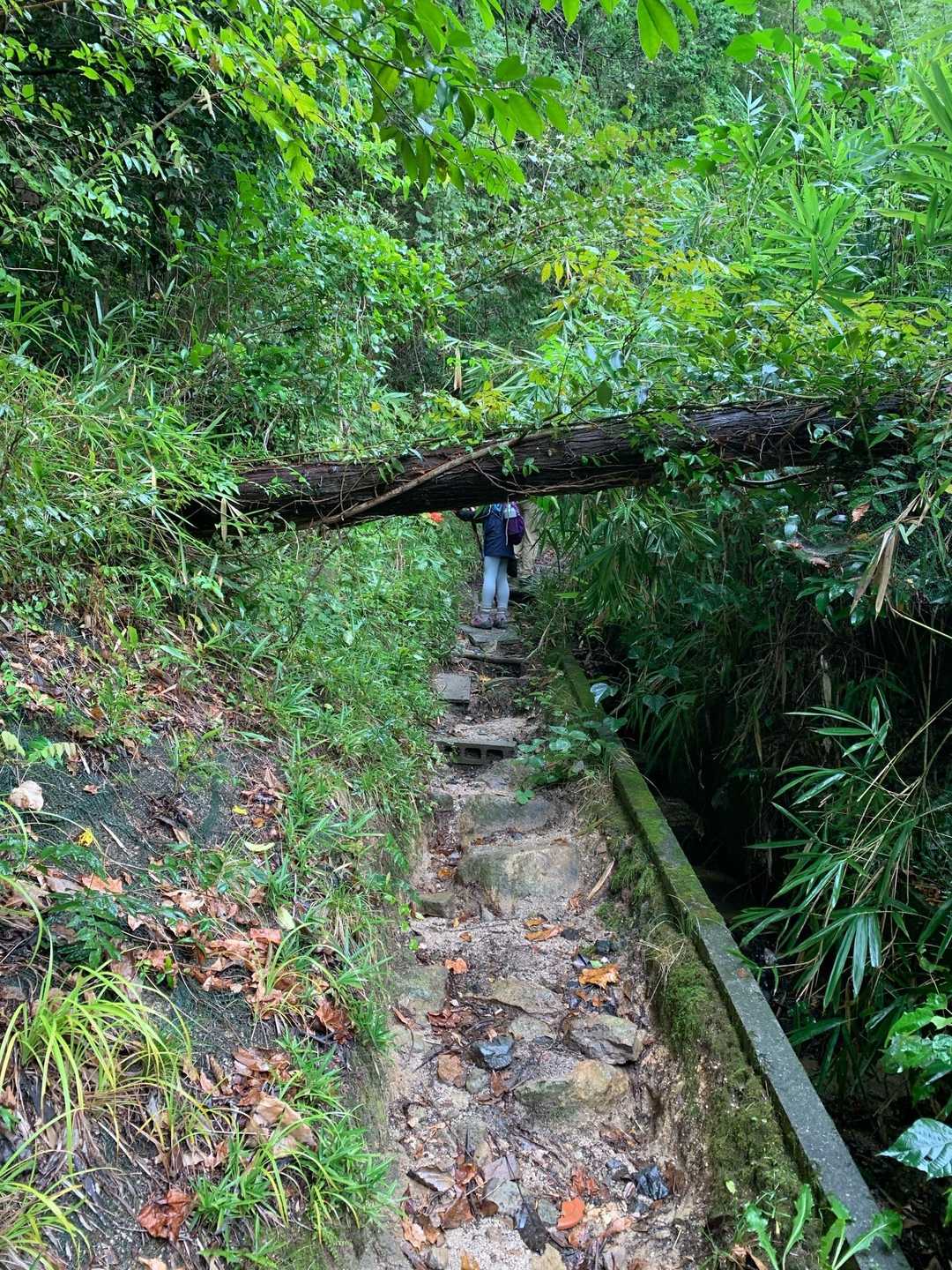 溝みたいな登山道にびびる