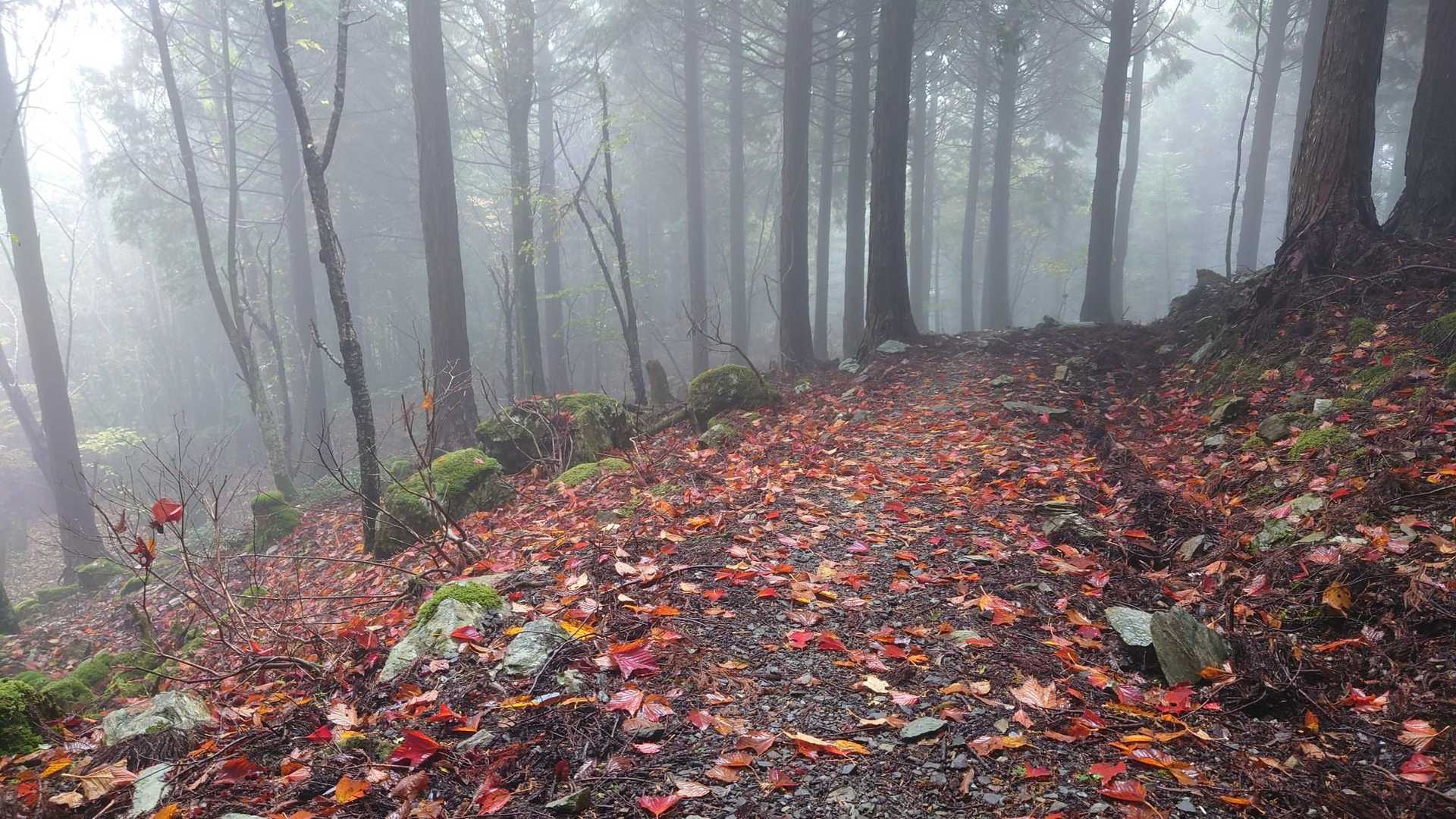 赤帽子遊歩道入口-中尾山 往復コースの写真