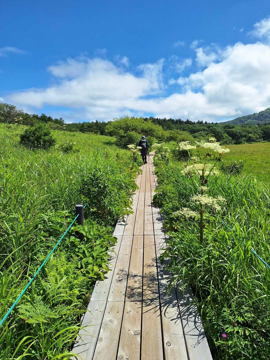 八島湿原バス停-八島湿原入口-霧ヶ峰湿原植物群落-男女倉山 周回コースの写真
