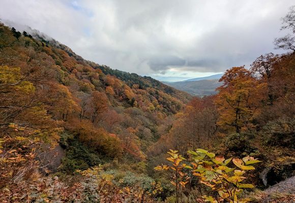 キバナノアツモリソウ(黄花の敦盛草)自生地へ / KIKOさんの高妻山