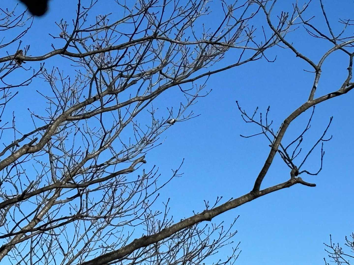 コガラくん？
帰りにはコゲラくんも見ました🙌