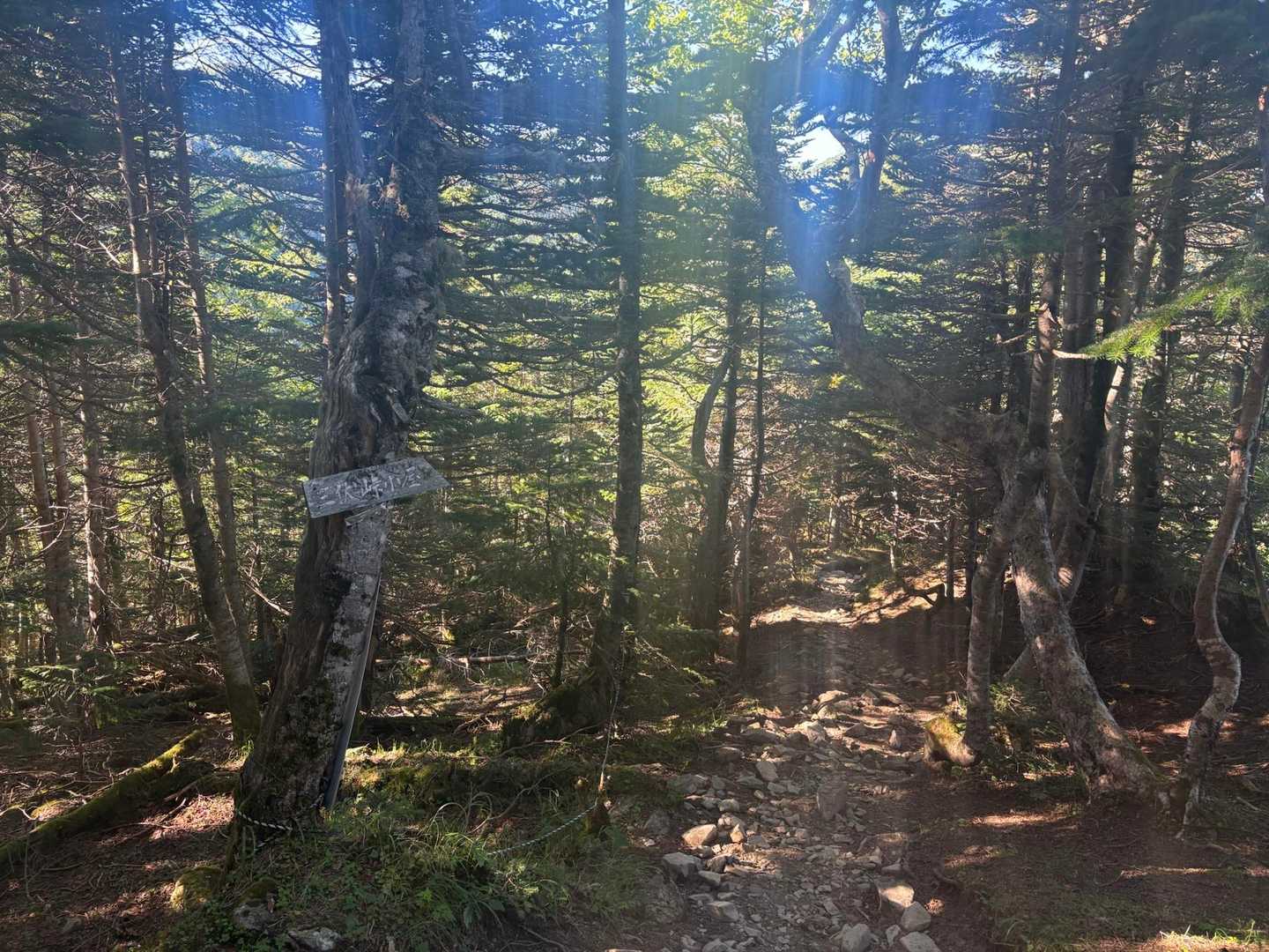 越路バス停-鳥倉登山口-三伏峠-三伏山-本谷山 往復コースの写真