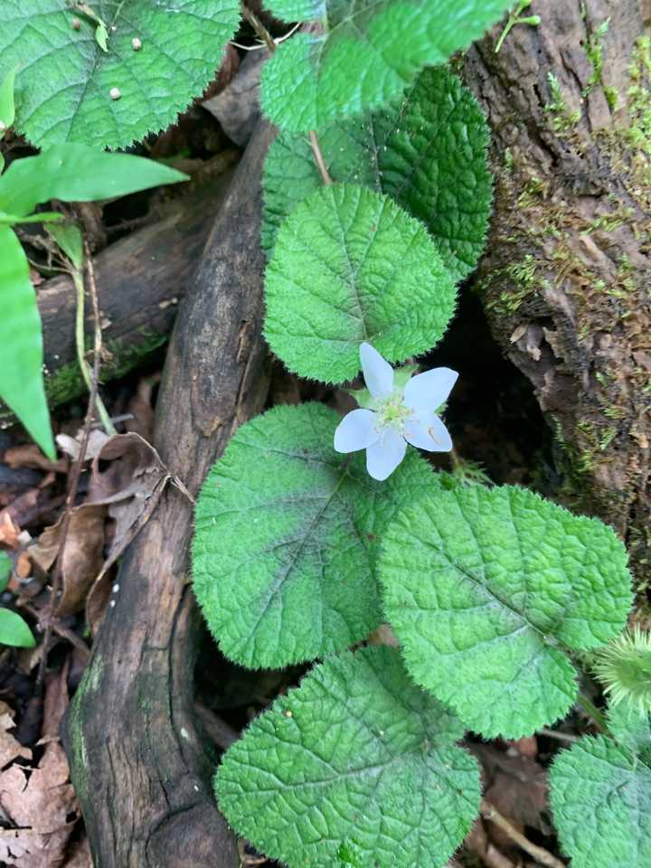 いちごの花はかわいいですー