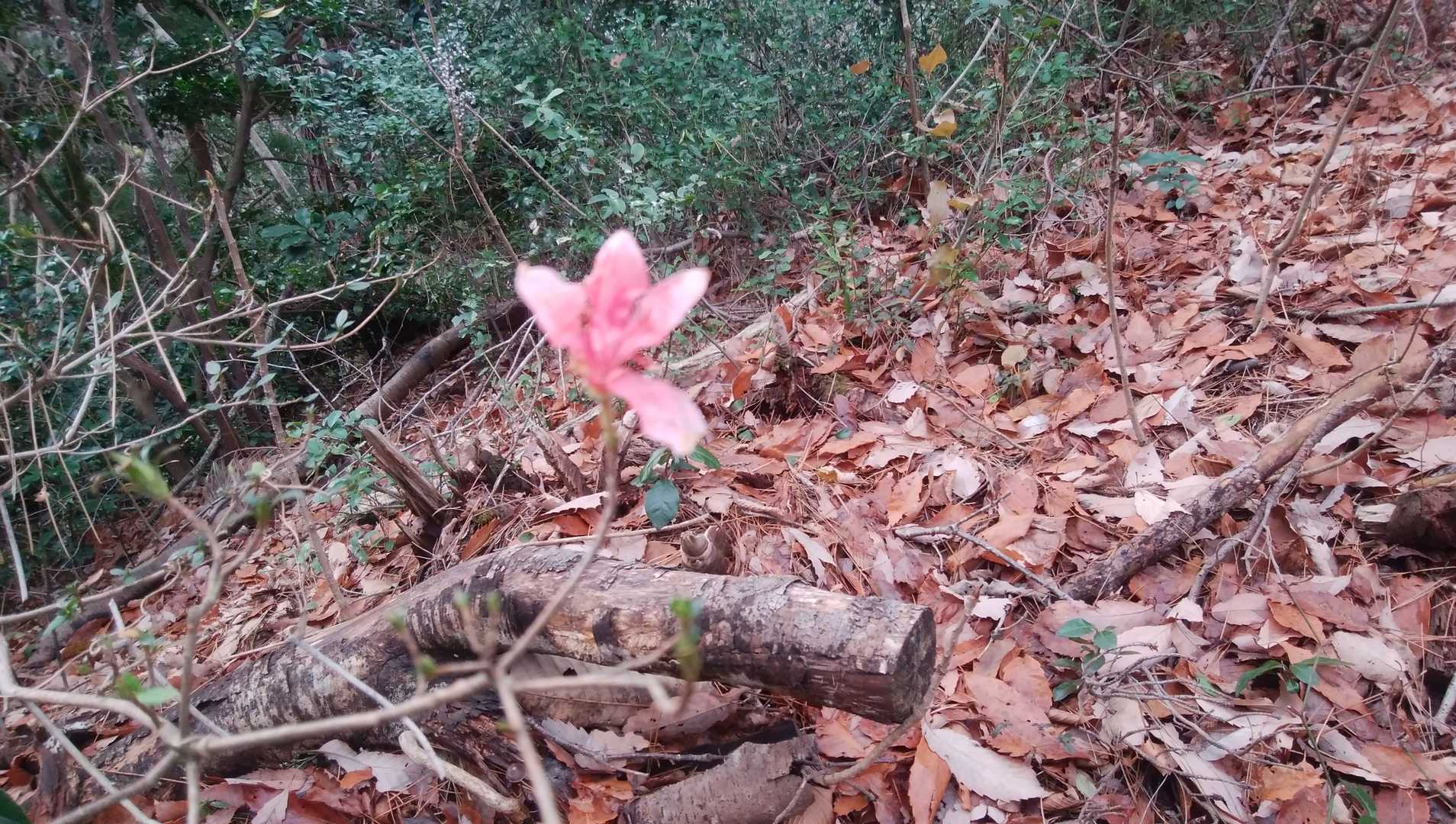 寒く無いですか　こんな時期に咲いて居る山ツツジ