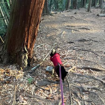 長等山は歩きやすいです